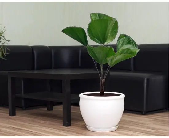 Flower Pot Ceramic Vietnam N1, White Silk