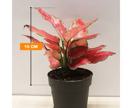 აგლაონემა Aglaonema Cherry Baby 12/30