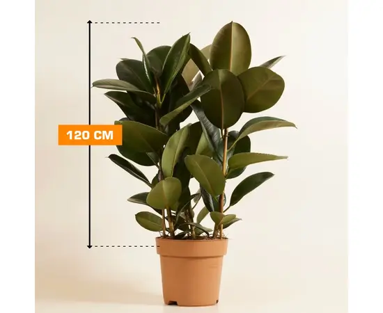 ფიკუსი FICUS ELASTICA ROBUSTA MATERNAL 120 სმ