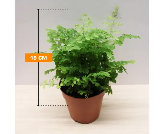 ადიანტუმი Adiantum Fragrans 18 სმ