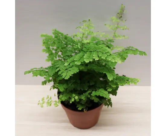 ადიანტუმი Adiantum Fragrans 18 სმ