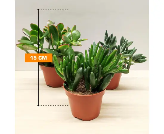 კრაცულა ფულის ხე Crassula mixed