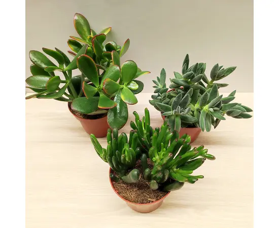 კრაცულა ფულის ხე Crassula mixed