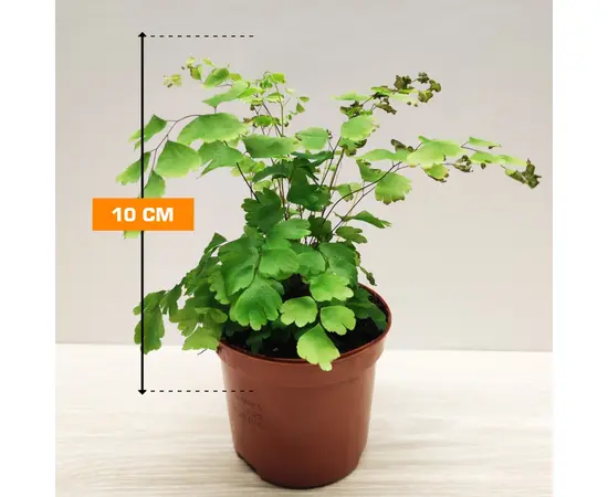 ადიანტუმი Adiantum raddianum Fragrans 15 სმ