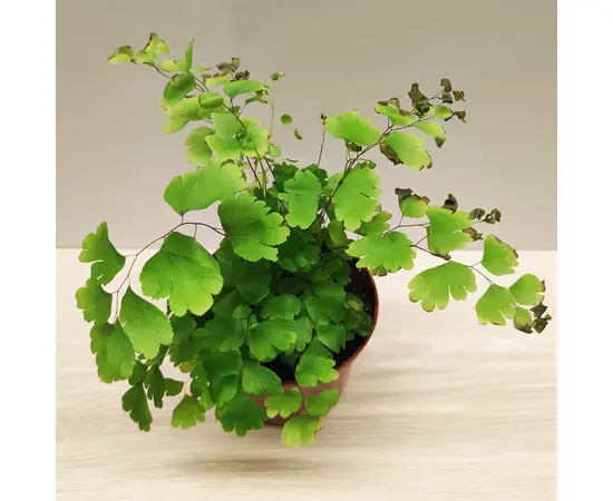 ადიანტუმი Adiantum raddianum Fragrans 15 სმ