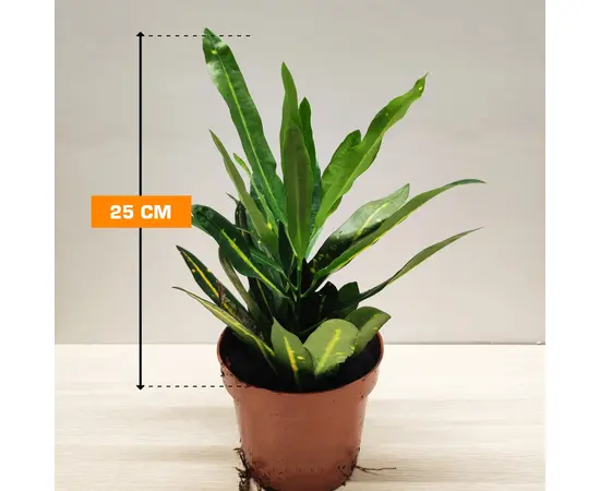 Кодиум Codiaeum 'Sunny star' Croton 10 см
