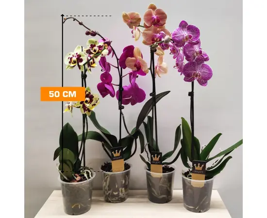 ორქიდეა Phalaenopsis mixed 50 სმ
