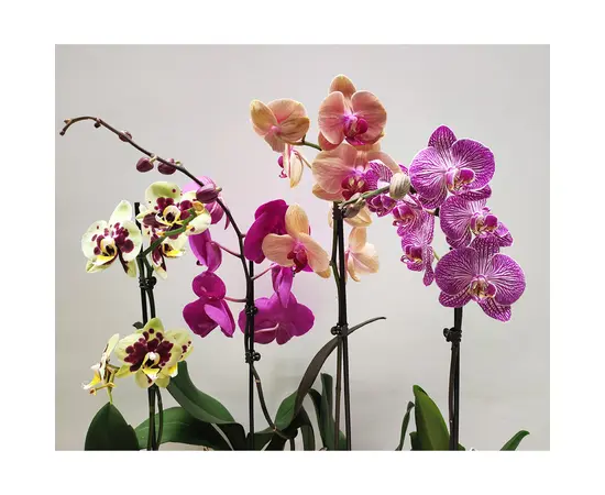 ორქიდეა Phalaenopsis mixed 50 სმ