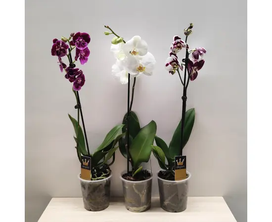 ორქიდეა Phalaenopsis mixed 50 სმ