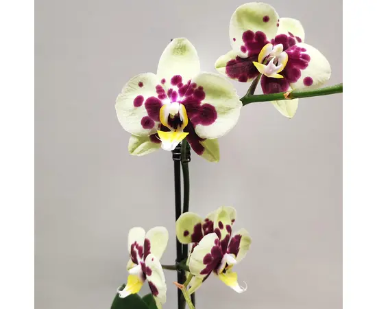 ორქიდეა Phalaenopsis mixed 50 სმ