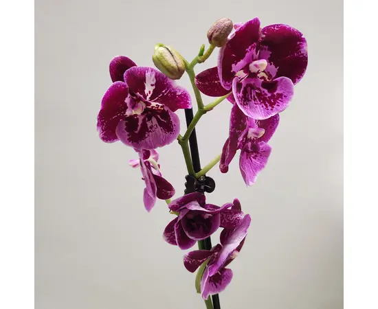 ორქიდეა Phalaenopsis mixed 50 სმ