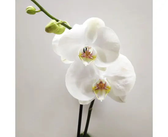 ორქიდეა Phalaenopsis mixed 50 სმ