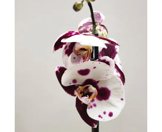 ორქიდეა Phalaenopsis mixed 50 სმ