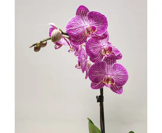 ორქიდეა Phalaenopsis mixed 50 სმ