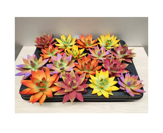 ეხევერია Echeveria gibbiflora mix
