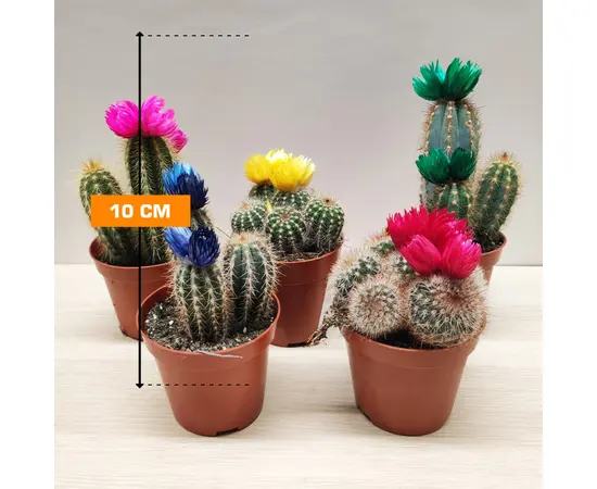 Cleistocactus 10 cm