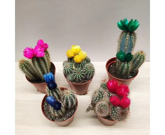 Cleistocactus 10 cm