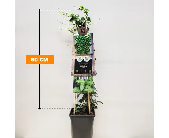 Хедера Hedera helix 60 см
