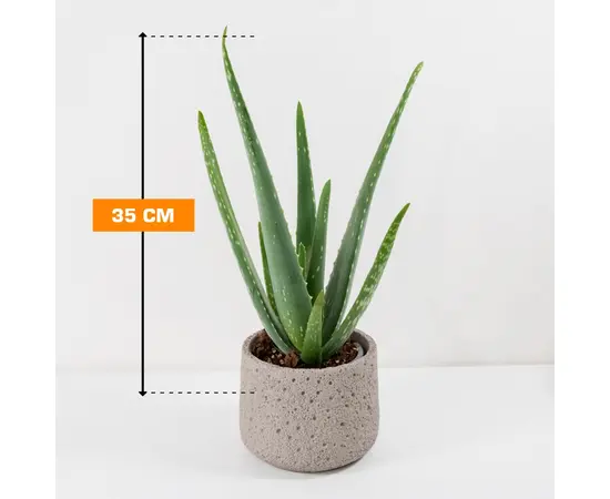ალოე Aloe variegata 35 სმ