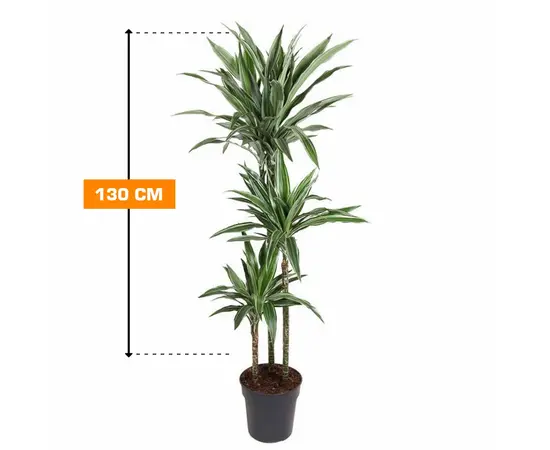 დრაცენა Dracaena fragrans Warneckei 130 სმ