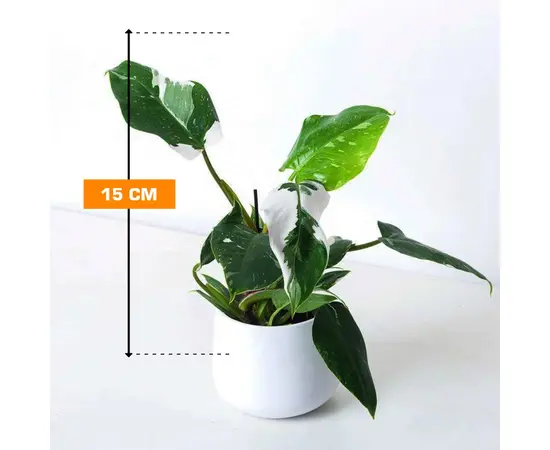 ფილოდენდრონი Philodendron White Princess 15 სმ