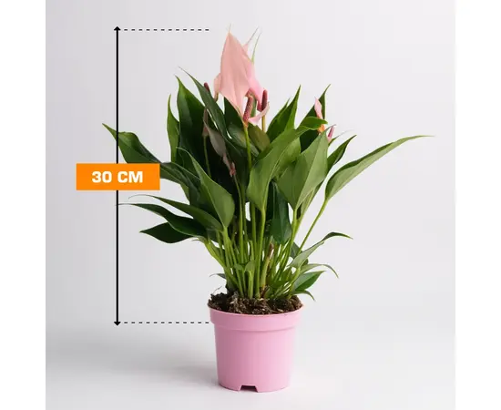 ანტურიუმი Anthurium Lilli 30 სმ