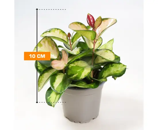 Хойя Hoya australis Lisa 3pp