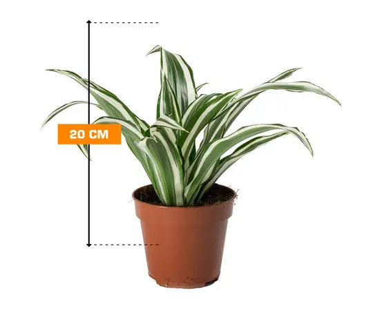 დრაცენა Dracaena White Jewel 20 სმ