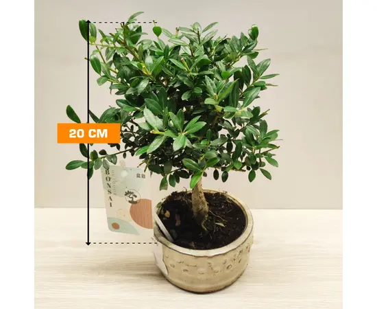 Падуб Ilex crenata 20 см