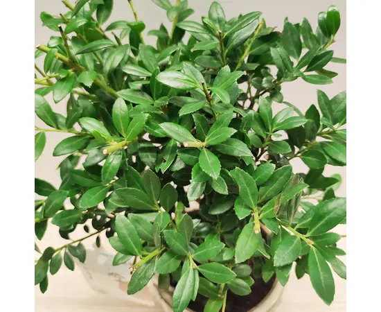 Падуб Ilex crenata 20 см