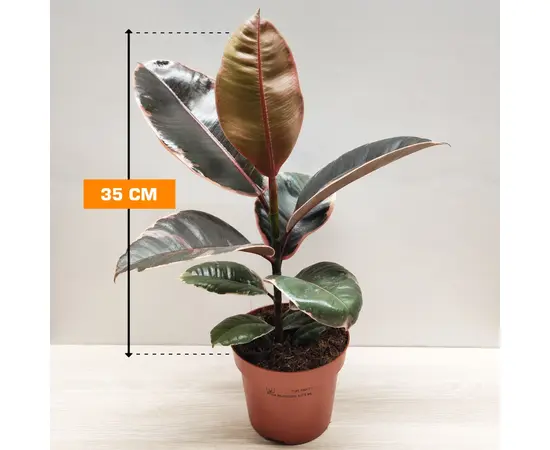 ფიკუსი Ficus elastica 'Belize 35 სმ