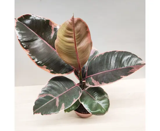ფიკუსი Ficus elastica 'Belize 35 სმ