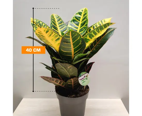 Кодиум Codiaeum 'Petra' 40 см