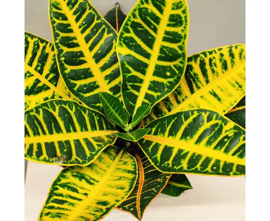Кодиум Codiaeum 'Petra' 40 см