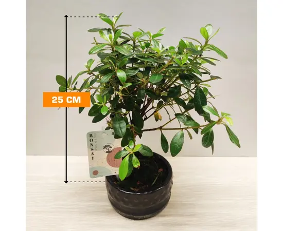 Рододендрон Rhododendron Japonica 25 см