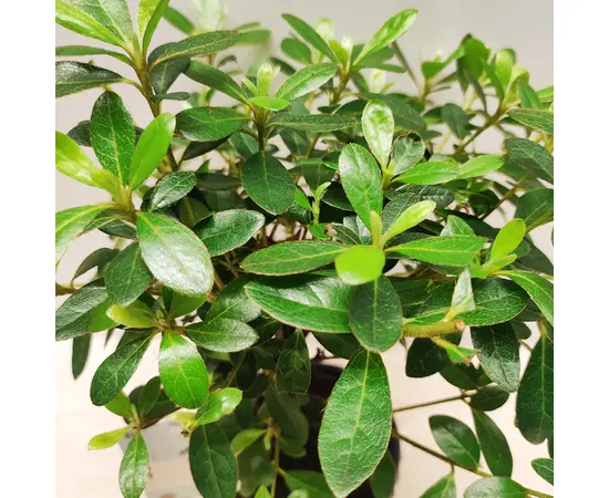 Рододендрон Rhododendron Japonica 25 см