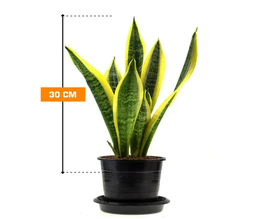 სანსევიერია Sansevieria Futura Superba 30 სმ