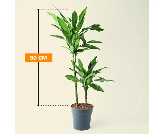 დრაცენა Dracaena Janet Lind 90 სმ