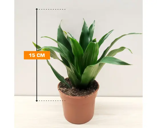 დრაცენა Dracaena Compacta 15 სმ