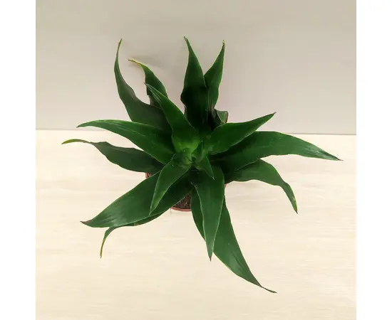 დრაცენა Dracaena Compacta 15 სმ