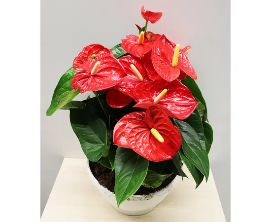 Антуриум Anthurium Jambo Red 50 см
