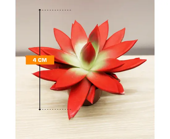 ეხევერია Echeveria gibbiflora mix