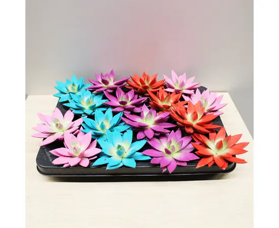 ეხევერია Echeveria gibbiflora mix