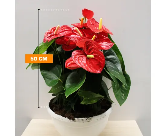 Антуриум Anthurium Jambo Red 50 см