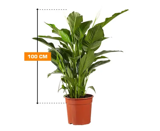Спатифиллюм Spathiphyllum 'Sweet Sebastiano' blank 100 см