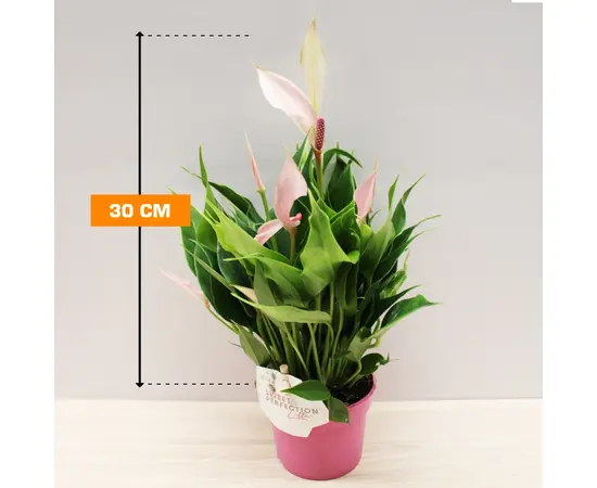 ანტურიუმი Anthurium Lilli 30 სმ