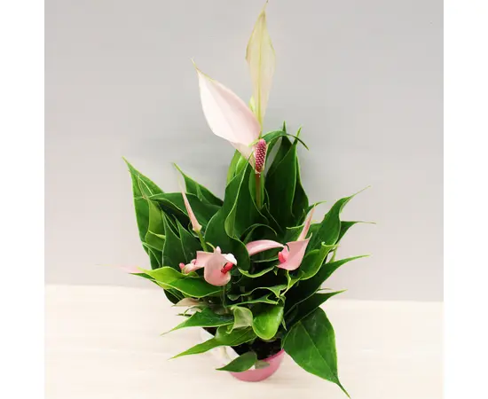 ანტურიუმი Anthurium Lilli 30 სმ