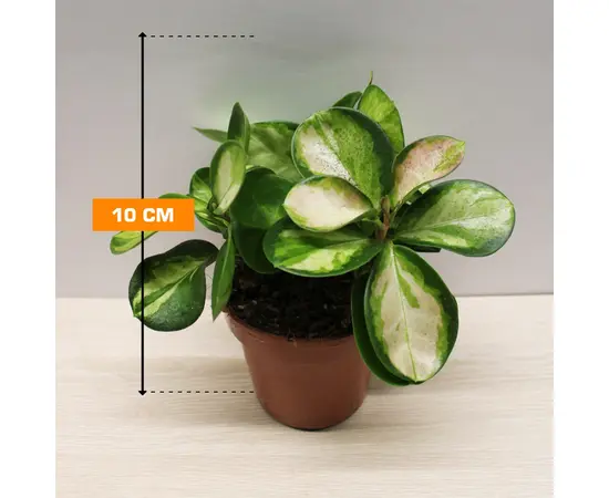 Хойя Hoya australis Lisa 3pp