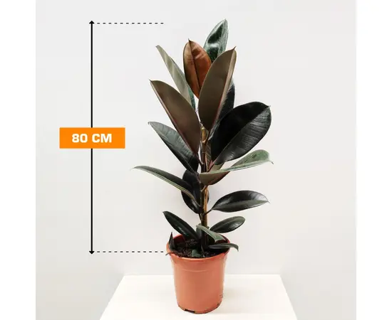 ფიკუსი Ficus El 'Abidjan' 80 სმ
