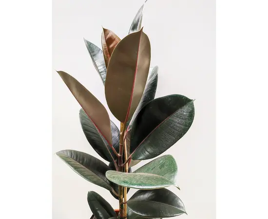 ფიკუსი Ficus El 'Abidjan' 80 სმ